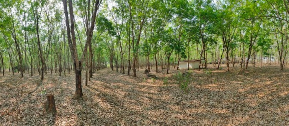 925454e3-รูปภาพ5.jpg
