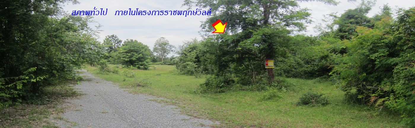 ที่ดินเปล่าจัดสรร โครงการราชพฤกษ์วิลล์ พร้อมพัฒนาให้เป็นบ้านเดี่ยว