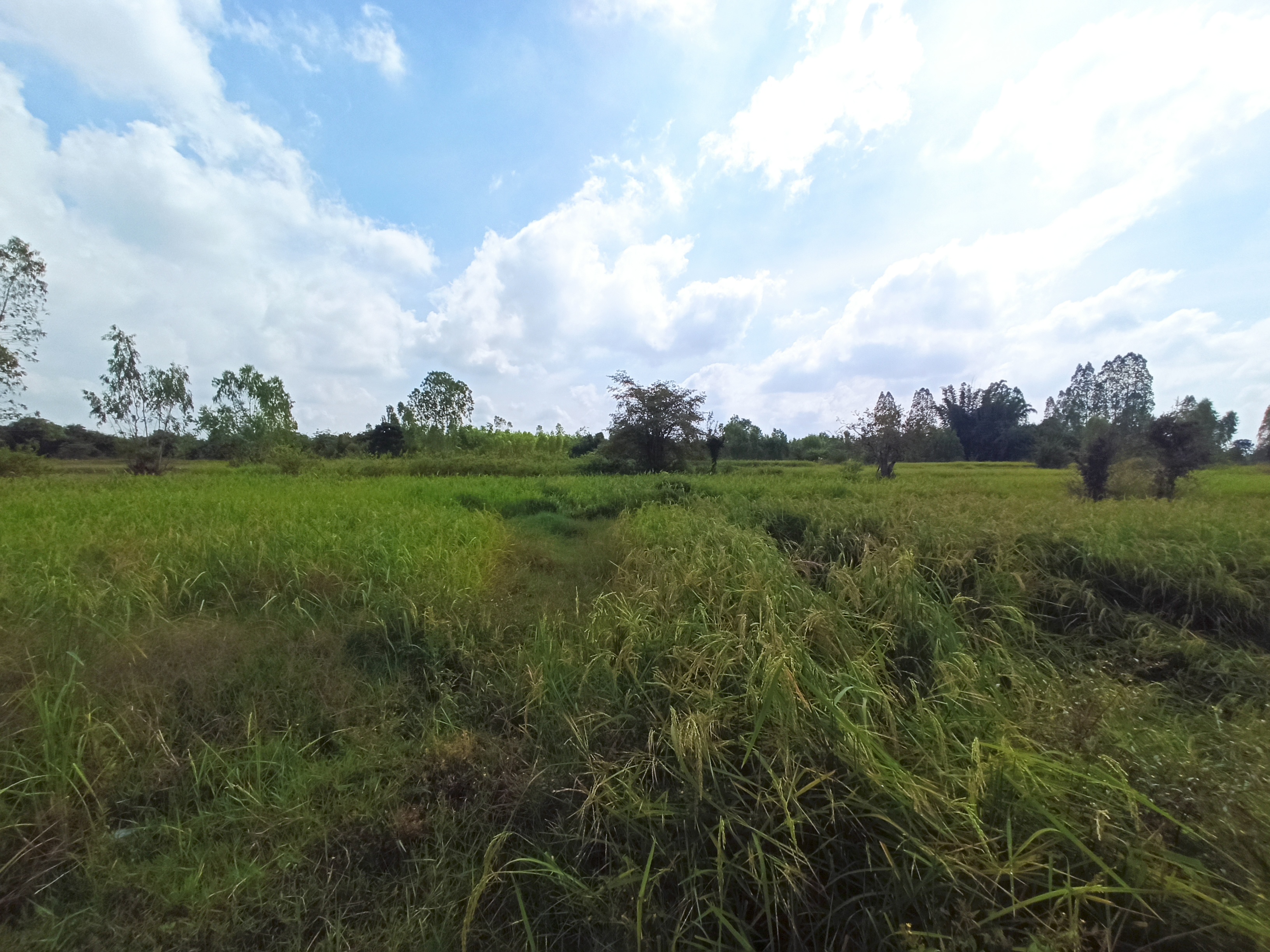 ที่ดิน   กาญจนบุรี