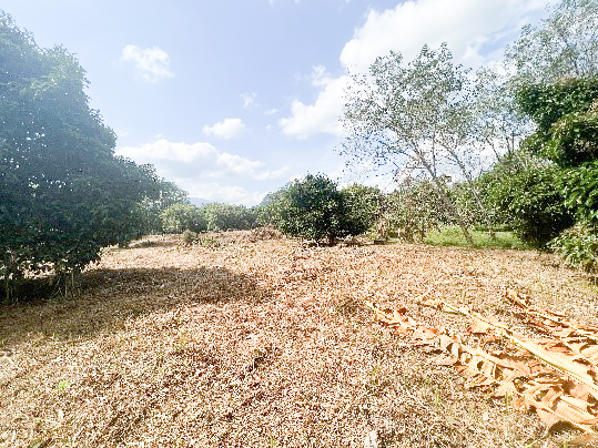 a8d635c2-α╕úα╕╣α╕¢α╕áα╕▓α╕₧8.jpg