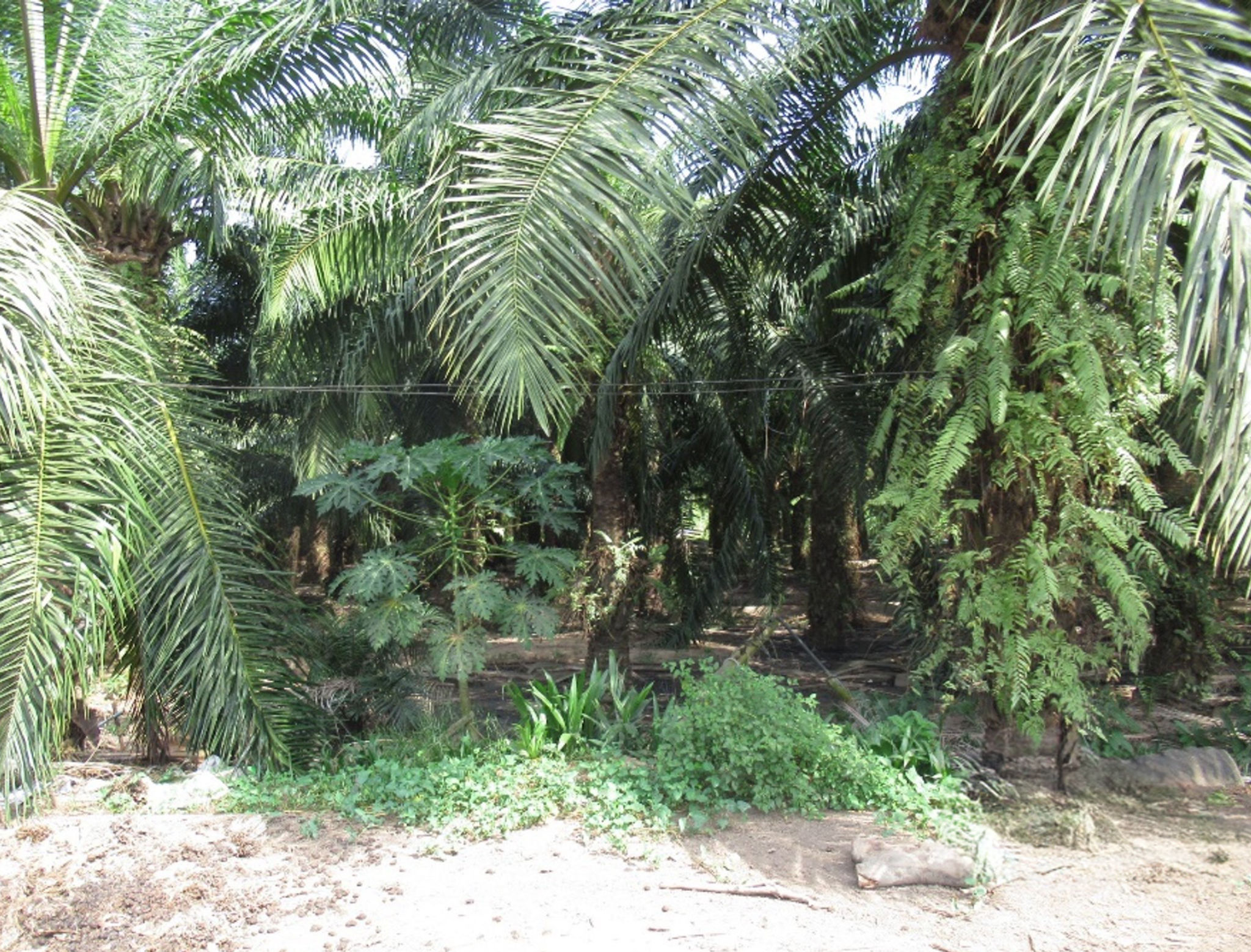 247aa882-รูปภาพ11.jpg