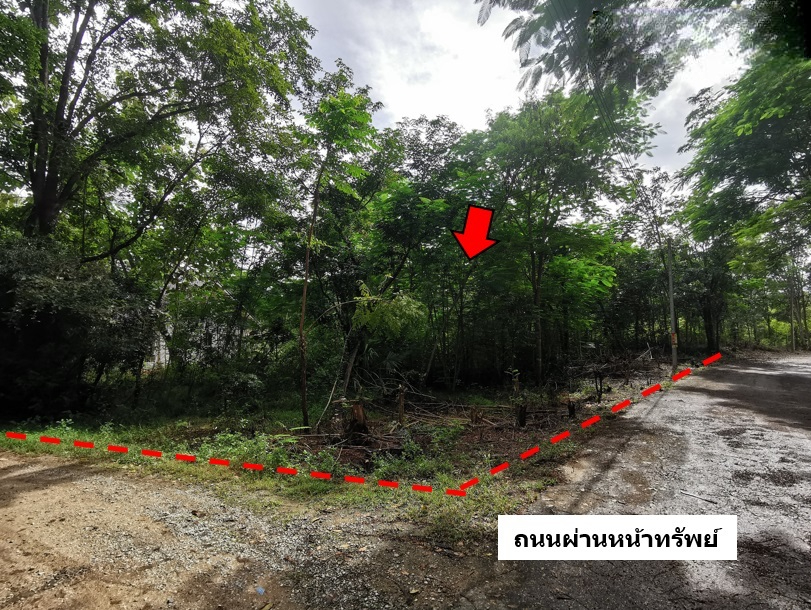 ที่ดิน บ้านหลวง จอมทอง เชียงใหม่