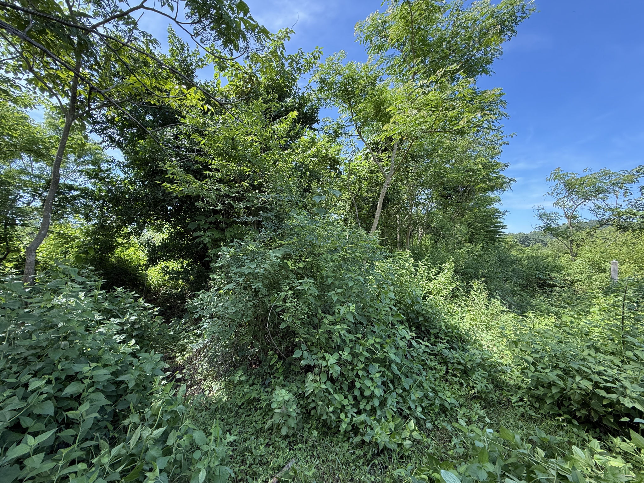IMG_8567.JPG
